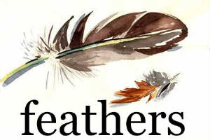 feathers.jpg